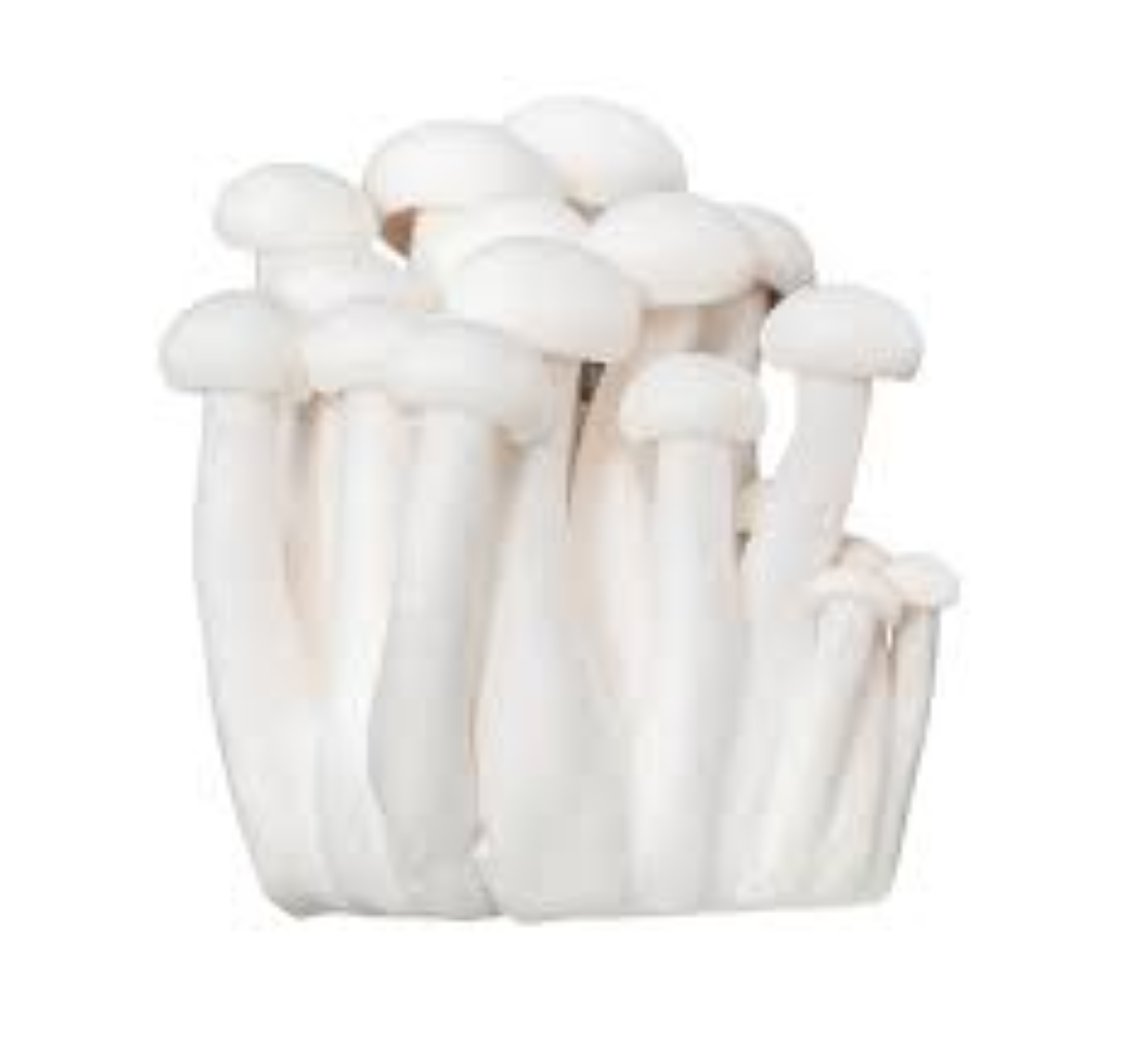 Y22 SHIMIJI WHITE PKT